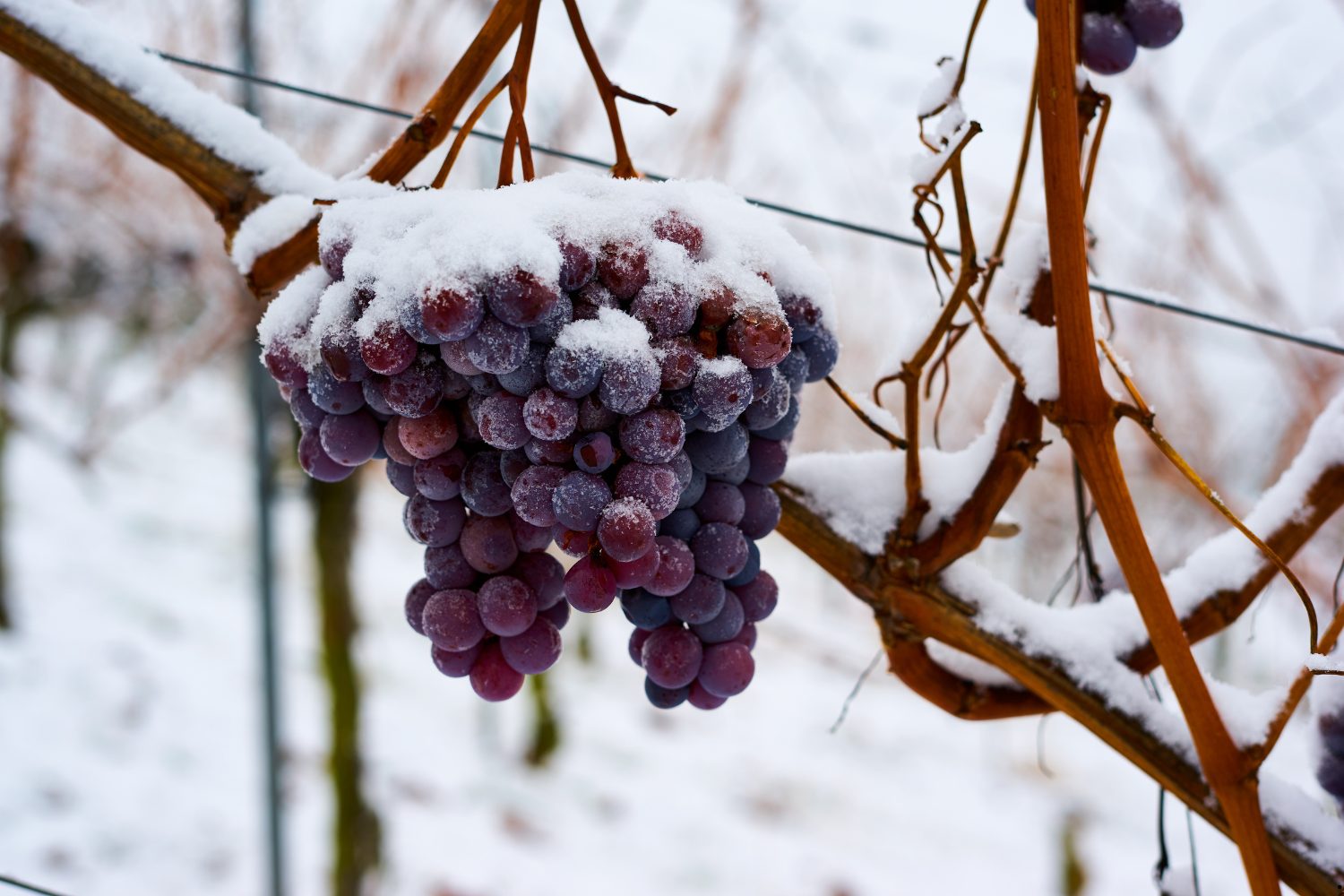 Winter wine recommendations - Wine In Time